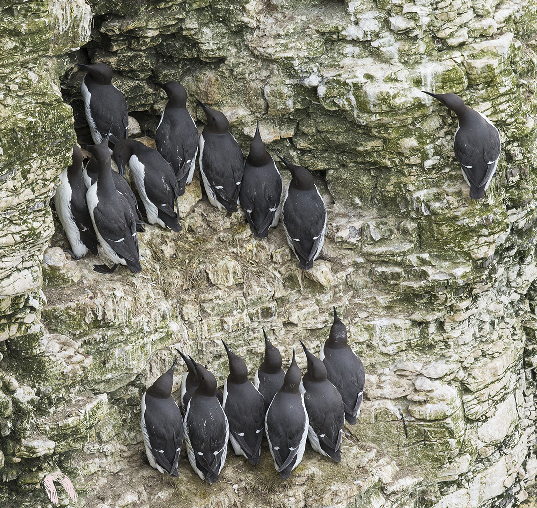 Guillemots DX 7557