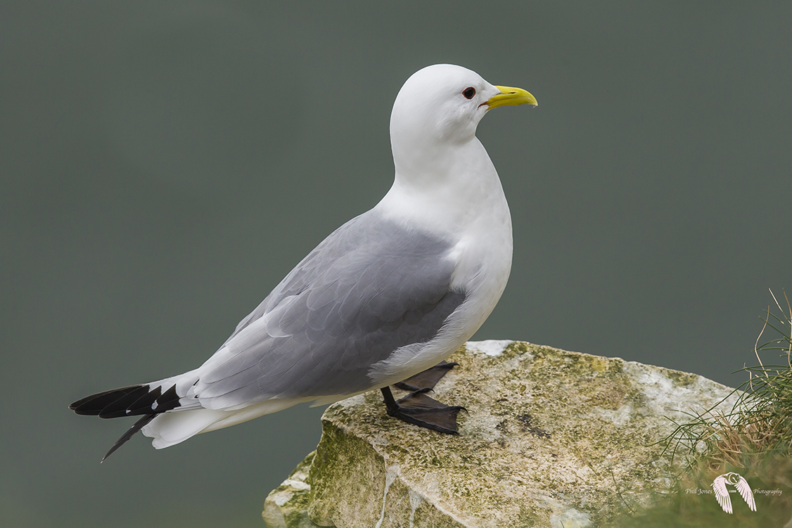 Kittiwake DX 7529